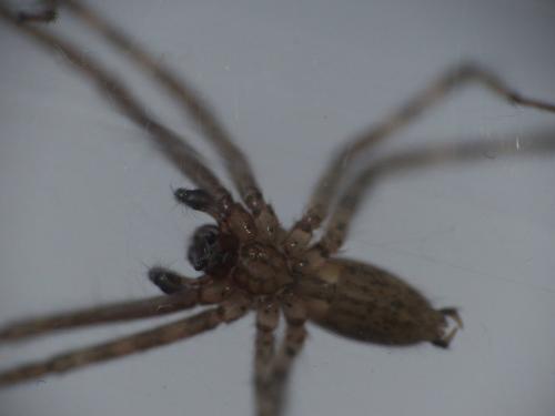 Réf. 234 877 : Tegenaria hasperi